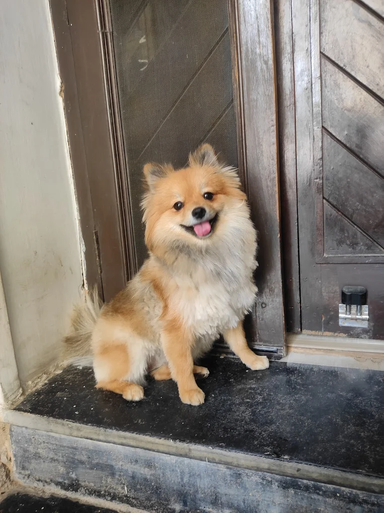 Pet grooming client transformation